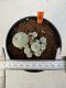 Lophophora williamsii 4-6 cm 10 years old seed ownroot flower seedling ロフォフォラ　烏羽玉　仔吹き サボテン