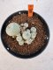 Lophophora williamsii 4-6 cm 10 years old seed ownroot flower seedling ロフォフォラ　烏羽玉　仔吹き サボテン