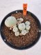 Lophophora williamsii 4-6 cm 10 years old seed ownroot flower seedling ロフォフォラ　烏羽玉　仔吹き サボテン