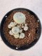 Lophophora williamsii 4-6 cm 10 years old seed ownroot flower seedling ロフォフォラ　烏羽玉　仔吹き サボテン