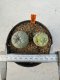 Lophophora williamsii 4-6 cm 10 years old seed ownroot flower seedling ロフォフォラ　烏羽玉　仔吹き サボテン