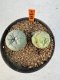 Lophophora williamsii 4-6 cm 10 years old seed ownroot flower seedling ロフォフォラ　烏羽玉　仔吹き サボテン