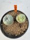 Lophophora williamsii 4-6 cm 10 years old seed ownroot flower seedling ロフォフォラ　烏羽玉　仔吹き サボテン