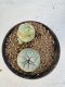 Lophophora williamsii 4-6 cm 10 years old seed ownroot flower seedling ロフォフォラ　烏羽玉　仔吹き サボテン