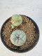 Lophophora williamsii 4-6 cm 10 years old seed ownroot flower seedling ロフォフォラ　烏羽玉　仔吹き サボテン