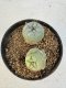 Lophophora williamsii 4-6 cm 10 years old seed ownroot flower seedling ロフォフォラ　烏羽玉　仔吹き サボテン