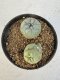 Lophophora williamsii 4-6 cm 10 years old seed ownroot flower seedling ロフォフォラ　烏羽玉　仔吹き サボテン