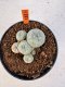 Lophophora williamsii 4-6 cm 10 years old seed ownroot flower seedling ロフォフォラ　烏羽玉　仔吹き サボテン