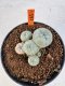 Lophophora williamsii 4-6 cm 10 years old seed ownroot flower seedling ロフォフォラ　烏羽玉　仔吹き サボテン