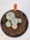 Lophophora williamsii 4-6 cm 10 years old seed ownroot flower seedling ロフォフォラ　烏羽玉　仔吹き サボテン