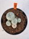 Lophophora williamsii 4-6 cm 10 years old seed ownroot flower seedling ロフォフォラ　烏羽玉　仔吹き サボテン