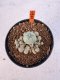 Lophophora williamsii 4-6 cm 10 years old seed ownroot flower seedling ロフォフォラ　烏羽玉　仔吹き サボテン