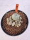 Lophophora williamsii 4-6 cm 10 years old seed ownroot flower seedling ロフォフォラ　烏羽玉　仔吹き サボテン