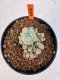 Lophophora williamsii 4-6 cm 10 years old seed ownroot flower seedling ロフォフォラ　烏羽玉　仔吹き サボテン