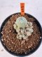 Lophophora williamsii 4-6 cm 10 years old seed ownroot flower seedling ロフォフォラ　烏羽玉　仔吹き サボテン