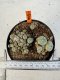 Lophophora williamsii 4-6 cm 10 years old seed ownroot flower seedling ロフォフォラ　烏羽玉　仔吹き サボテン