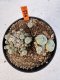 Lophophora williamsii 4-6 cm 10 years old seed ownroot flower seedling ロフォフォラ　烏羽玉　仔吹き サボテン