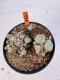 Lophophora williamsii 4-6 cm 10 years old seed ownroot flower seedling ロフォフォラ　烏羽玉　仔吹き サボテン