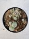 Lophophora williamsii 4-6 cm 10 years old seed ownroot flower seedling ロフォフォラ　烏羽玉　仔吹き サボテン