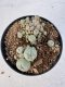 Lophophora williamsii 4-6 cm 10 years old seed ownroot flower seedling ロフォフォラ　烏羽玉　仔吹き サボテン