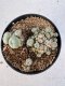 Lophophora williamsii 4-6 cm 10 years old seed ownroot flower seedling ロフォフォラ　烏羽玉　仔吹き サボテン