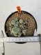 Lophophora williamsii 4-6 cm 10 years old seed ownroot flower seedling ロフォフォラ　烏羽玉　仔吹き サボテン