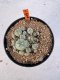 Lophophora williamsii 4-6 cm 10 years old seed ownroot flower seedling ロフォフォラ　烏羽玉　仔吹き サボテン