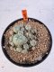 Lophophora williamsii 4-6 cm 10 years old seed ownroot flower seedling ロフォフォラ　烏羽玉　仔吹き サボテン