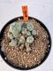 Lophophora williamsii 4-6 cm 10 years old seed ownroot flower seedling ロフォフォラ　烏羽玉　仔吹き サボテン