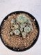 Lophophora williamsii 4-6 cm 10 years old seed ownroot flower seedling ロフォフォラ　烏羽玉　仔吹き サボテン