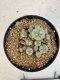 Lophophora williamsii 4-6 cm 10 years old seed ownroot flower seedling ロフォフォラ　烏羽玉　仔吹き サボテン