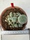 Lophophora williamsii 4-6 cm 10 years old seed ownroot flower seedling ロフォフォラ　烏羽玉　仔吹き サボテン