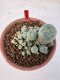 Lophophora williamsii 4-6 cm 10 years old seed ownroot flower seedling ロフォフォラ　烏羽玉　仔吹き サボテン