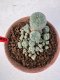 Lophophora williamsii 4-6 cm 10 years old seed ownroot flower seedling ロフォフォラ　烏羽玉　仔吹き サボテン