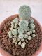 Lophophora williamsii 4-6 cm 10 years old seed ownroot flower seedling ロフォフォラ　烏羽玉　仔吹き サボテン