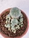 Lophophora williamsii 4-6 cm 10 years old seed ownroot flower seedling ロフォフォラ　烏羽玉　仔吹き サボテン