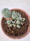 Lophophora williamsii 4-6 cm 10 years old seed ownroot flower seedling ロフォフォラ　烏羽玉　仔吹き サボテン