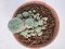 Lophophora williamsii 4-6 cm 10 years old seed ownroot flower seedling ロフォフォラ　烏羽玉　仔吹き サボテン