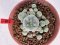 Lophophora williamsii 4-6 cm 10 years old seed ownroot flower seedling ロフォフォラ　烏羽玉　仔吹き サボテン