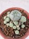 Lophophora williamsii 4-6 cm 10 years old seed ownroot flower seedling ロフォフォラ　烏羽玉　仔吹き サボテン