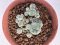 Lophophora williamsii 4-6 cm 10 years old seed ownroot flower seedling ロフォフォラ　烏羽玉　仔吹き サボテン