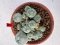 Lophophora williamsii 4-6 cm 10 years old seed ownroot flower seedling ロフォフォラ　烏羽玉　仔吹き サボテン