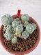 Lophophora williamsii 4-6 cm 10 years old seed ownroot flower seedling ロフォフォラ　烏羽玉　仔吹き サボテン