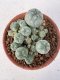 Lophophora williamsii 4-6 cm 10 years old seed ownroot flower seedling ロフォフォラ　烏羽玉　仔吹き サボテン