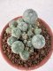 Lophophora williamsii 4-6 cm 10 years old seed ownroot flower seedling ロフォフォラ　烏羽玉　仔吹き サボテン