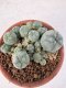 Lophophora williamsii 4-6 cm 10 years old seed ownroot flower seedling ロフォフォラ　烏羽玉　仔吹き サボテン