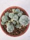 Lophophora williamsii 4-6 cm 10 years old seed ownroot flower seedling ロフォフォラ　烏羽玉　仔吹き サボテン