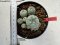 Lophophora williamsii 4-6 cm 10 years old seed ownroot flower seedling ロフォフォラ　烏羽玉　仔吹き サボテン