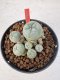 Lophophora williamsii 4-6 cm 10 years old seed ownroot flower seedling ロフォフォラ　烏羽玉　仔吹き サボテン