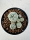 Lophophora williamsii 4-6 cm 10 years old seed ownroot flower seedling ロフォフォラ　烏羽玉　仔吹き サボテン